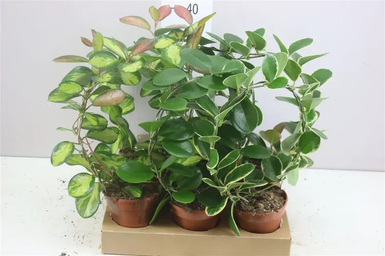 Hoya mix na oblúku črepník 12 cm