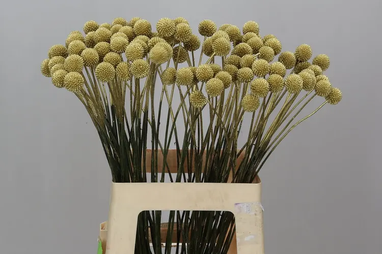 Craspedia Painted Gold 60 cm