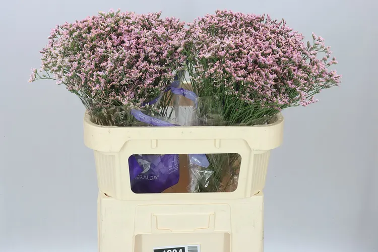 Limónium Sin Pink Activa 70 cm