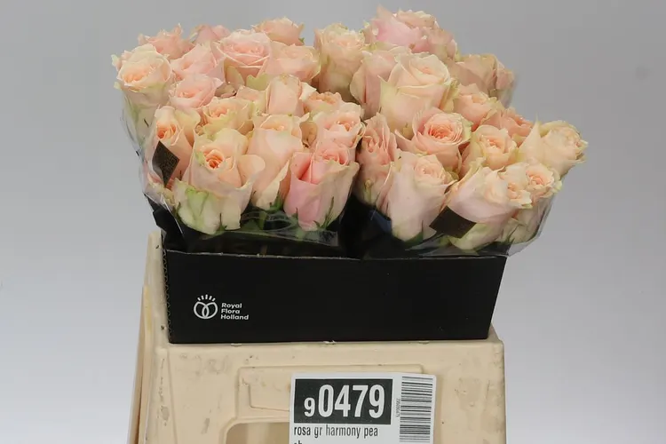 Ruža Harmony Peach 40 cm