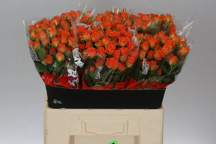 Rosa Tr Picanto 60 cm