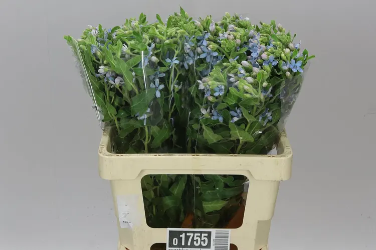Oxypetalum Coeruleum 60 cm