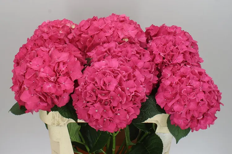 Hydrangea Rodeo Cerise 80 cm