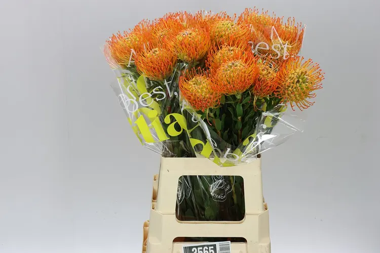 Leucospermum Ayoba Sun 70 cm