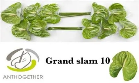 Anth Grand Slam