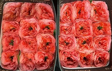 Rosa Gar Mandarin X- Pression 40 cm