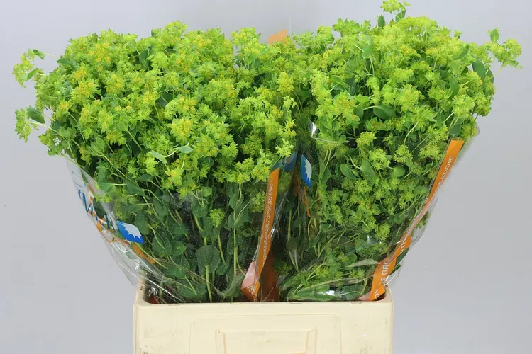 Bupleurum Griffithii 70 cm
