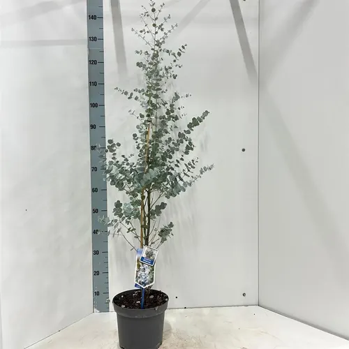 Eukalyptus Gunnii Silverana ('ion40'pbr) črepník 23 cm