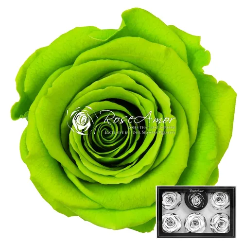 Stabilizovaná ruža XL ⌀ 6 cm, zelená GRE05