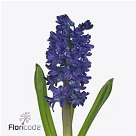 Hyacinthus Dark Ocean