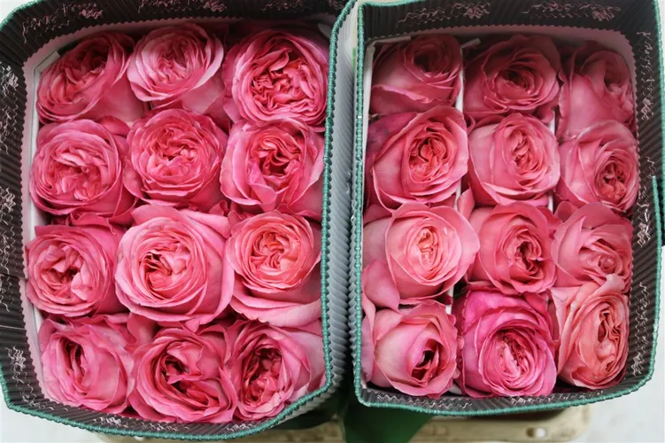 Rosa Gr Ec Pink X- Pression 50 cm