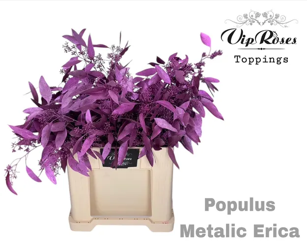 Eukalyptus Populus Bes Metallic Erica 65 cm