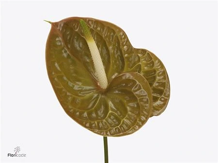 Antúrium Olivius