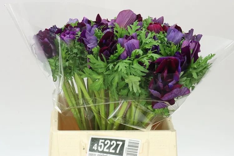 Anemonen Mistral Nero 40 cm