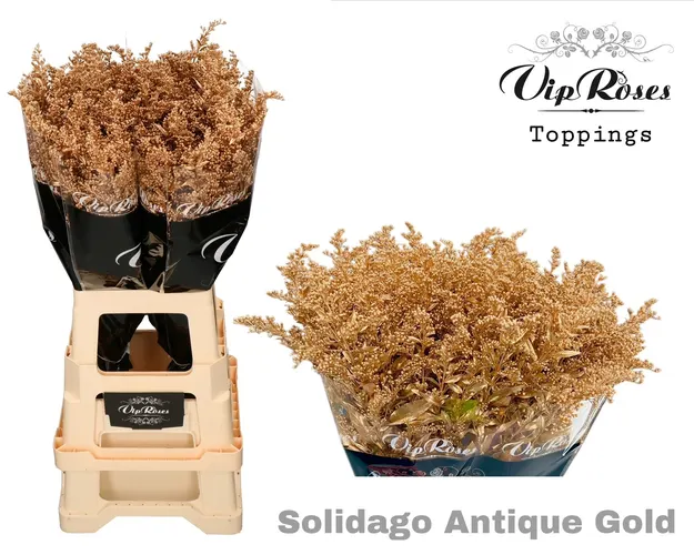 Solidago Antique Gold 70 cm