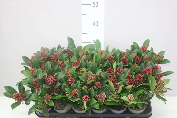 Skimmia Rubella 4+ črepník 9 cm