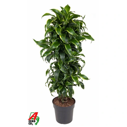 Dracéna Dorado rozvetvená črepník 31 cm