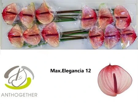 Antúrium Maxima Elegance