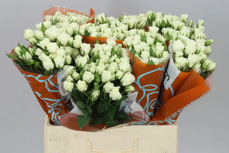 Ruža trsová Viviane 60 cm