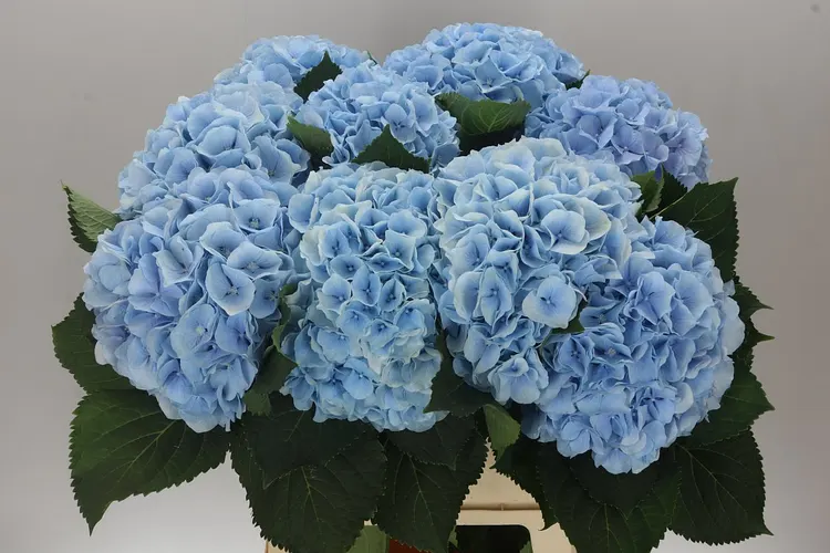 Hydrangea Verena Blue Pale 80 cm
