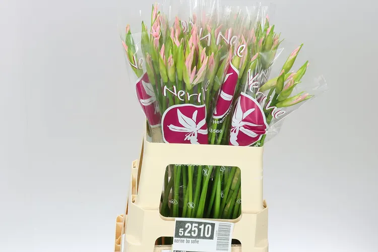 Nerine Bo Sofie 60 cm