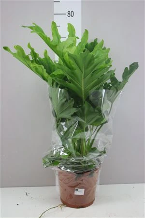 Philodendron Hope črepník 21 cm