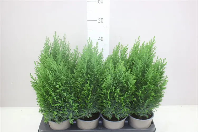Chamaecyparis Lawsoniana Ellwoodii črepník 13 cm