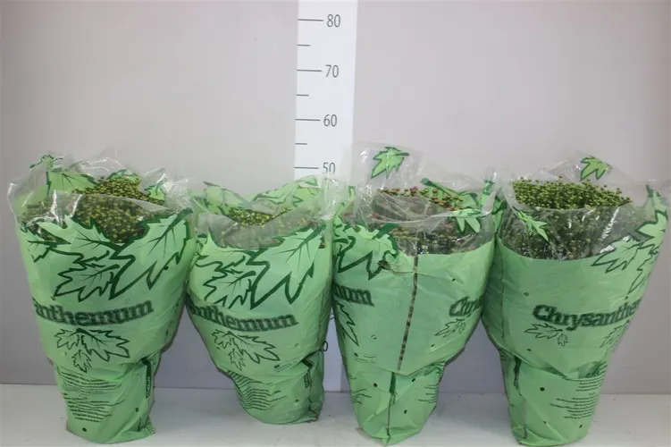 Chrysanth Gr Bol 50cm Mixtrolley črepník 19 cm