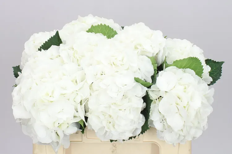 Hydrangea Schneeball 50 cm