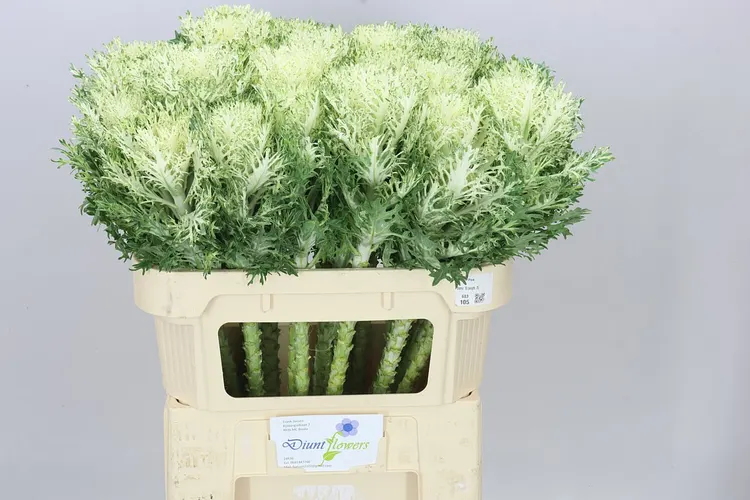 Okrasná kapusta Queen White 70 cm