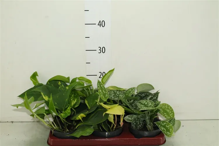 Epipremnum mix črepník 12 cm