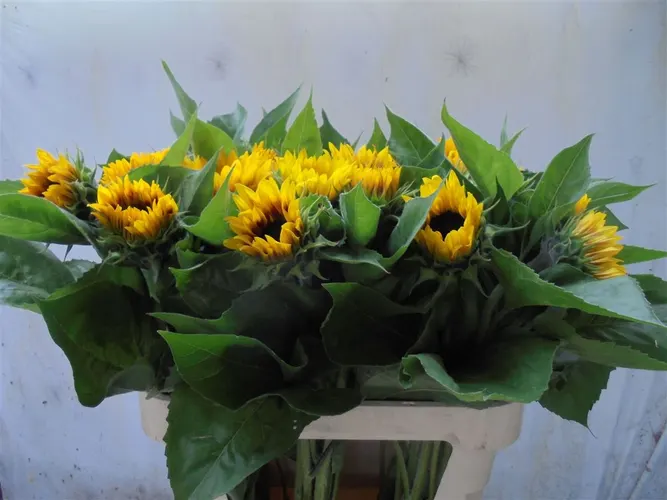 Helianthus A Ziggy 80 cm