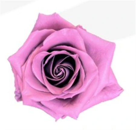 Ruža farbená Blush Pink, Ekvádor 50 cm