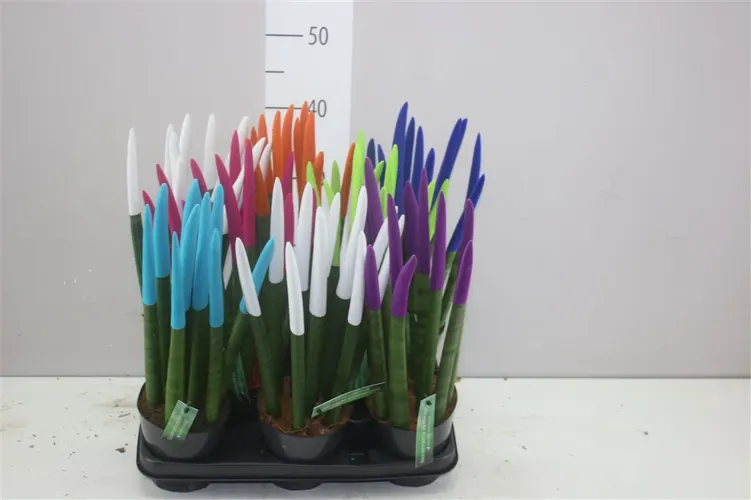 Sansevieria Velvet mix črepník 12 cm