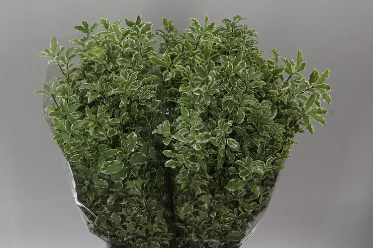 Pittosporum Fine Bont 55 cm