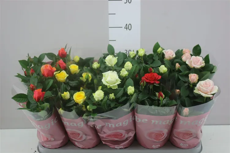 Ruža črepníková Beau Monde mix črepník 12 cm