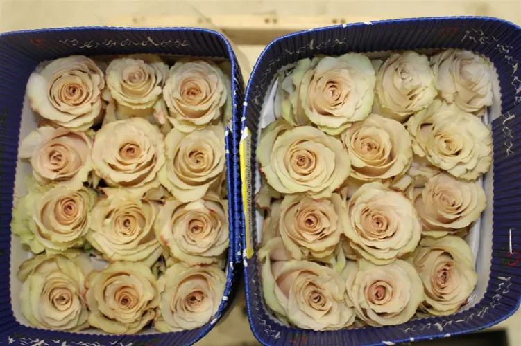 Rosa Gr Ec Quicksand 60 cm