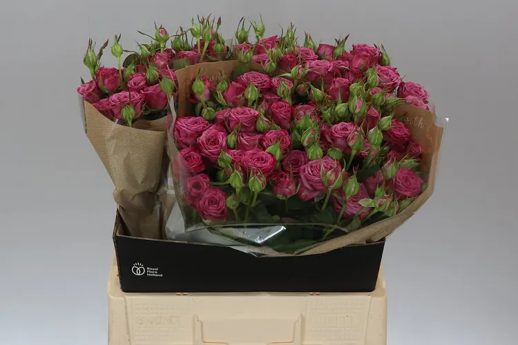 Rosa Tr Purple Queen 60 cm