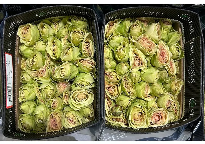 Ruža trsová Green Rosever, Ekvádor 50 cm