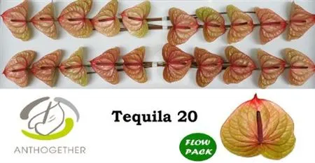 Anth Tequila