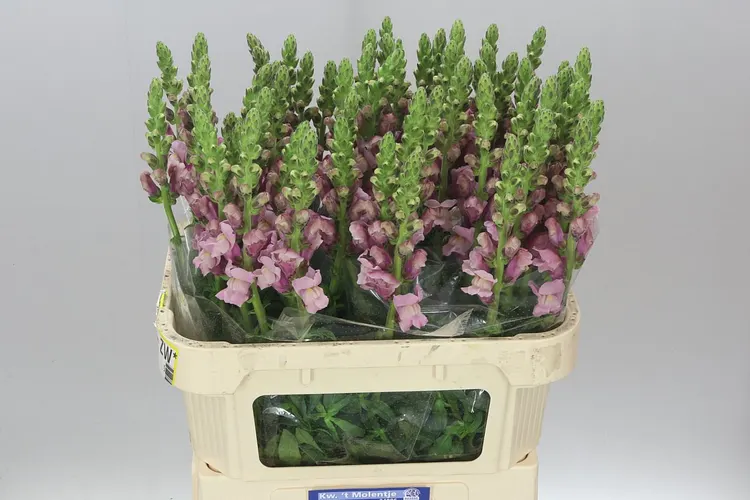 Antir Lavender 80 cm