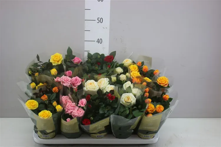 Rosa Grande Gemengd črepník 10,5 cm