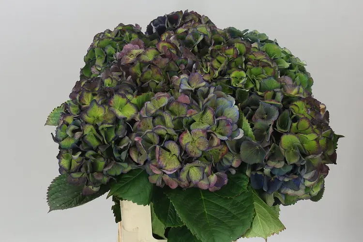Hortenzia King Classic 60 cm