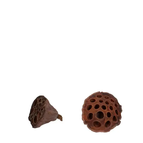 Sušený materiál Lotus hnedá ⌀ 4 cm