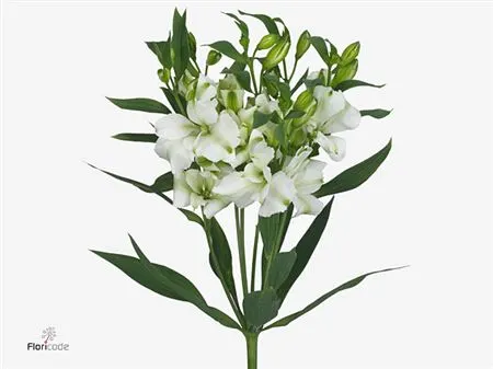 Alstro Charmelia White 70 cm