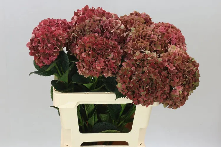 Hortenzia Ruby Pink Classic 60 cm