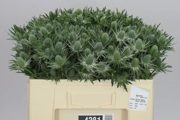 Eryngium Sirius 50 cm