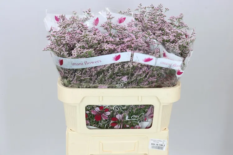 Limónium Saf Oshi Pink 70 cm