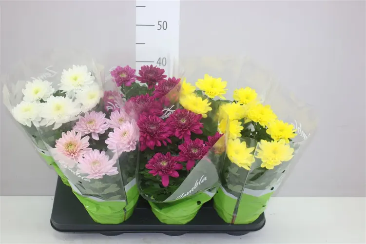 Chrysanth Zembla Gemengd črepník 15 cm