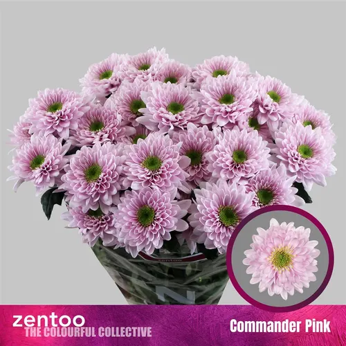 Chr T Commander Pink 70 cm